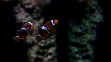 Amphiprion ocellaris clownfish Nemo vancouver aquarium in british columbia fish swimming background soothing for music falling asleep at night relax screen saver space for text marine ocean life video