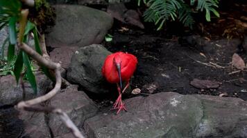 das scharlachrot ibis eudocimus ruber ist ein Spezies von ibis im das Vogel Familie Die Gattung Threskiornithidae ist eine Gattung von Vögeln, die in Nordamerika heimisch sind. es bewohnt tropisch Süd Amerika und Teil von das Karibik video