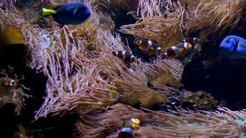 Amphiprion ocellaris Clownfisch nemo Vancouver Aquarium im britisch Columbia Fisch Schwimmen Hintergrund beruhigend zum Musik- fallen schlafend beim Nacht entspannen Bildschirm Sparer Raum zum Text Marine Ozean Leben video