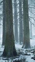 coberto de neve floresta preenchidas com árvores video