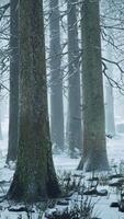 innevato foresta pieno con alberi video