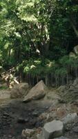 Strom fließend durch Grün Wald video