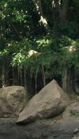 lugn skog clearing med stenblock och solljus video