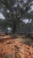 Trees in Background of Dirt Field video