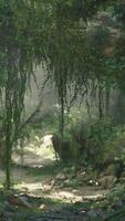 Serene Forest Path at Midday video