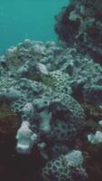scaphandre autonome plongeur explorant corail récif video