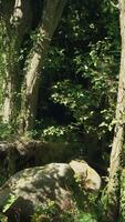 lugn skog clearing på en solig dag video