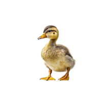 pequeno Pato em pé em uma transparente fundo png