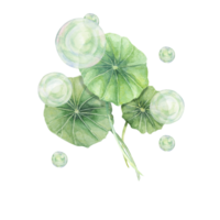 Centella asiatica and green bubbles . Hand drawn gotu cola extract spheres clipart, watercolor pennywort botanical illustration for cosmetics, stickers, packaging, beauty, herbal dietary supplements png