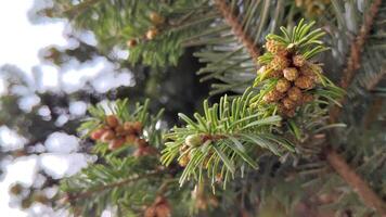 Horizontal close-up of pine tree cones releasing a golden cloud of pollen. video