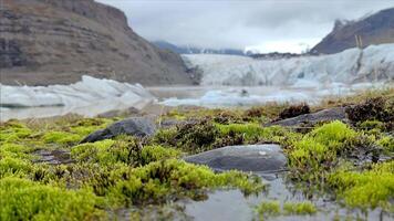 vibrante verde musgo contrastes com a gelado azul geleira dentro a pano de fundo video