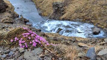 un delicado islandés flor en atención con un pequeño cascada borroso en el antecedentes. video