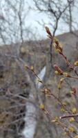 A budding tree branch heralds spring with a cascading waterfall in the distance video