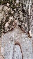 chinche de los cereales loco alpinismo en un rústico árbol maletero vertical video