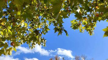 Stunning footage of vibrant autumn leaves against a crisp blue sky with fluffy clouds video