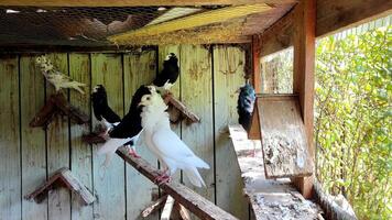 unico piccioni con vivace piume pavoneggiarsi e tubare comodamente nel un' spazioso hutch video
