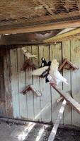 Colorful fancy pigeons preen and coo in a charming vertical hutch. video