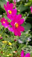 magnifique jardin avec fleurs et des arbres pendant jour video