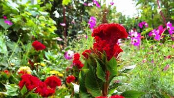 magnifique jardin avec fleurs et des arbres pendant jour video