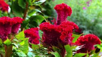 bellissimo giardino con fiori e alberi durante giorno video