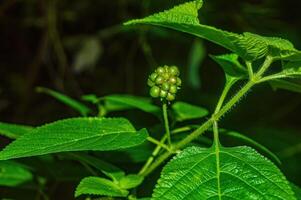 The fruit of the Lantana camara plant that grows in the wild photo