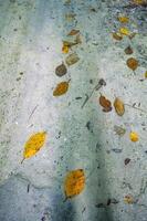 background of dry leaves falling on the ground photo