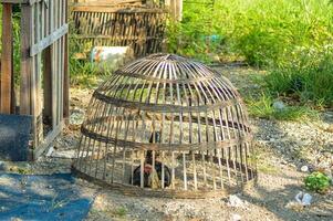 Chicken cages made of bamboo in rural Indonesia photo