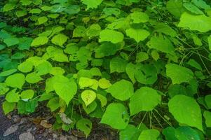 there are many mara plants or Macaranga tanarius in the wild photo