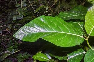 leaves of the Lantana camara plant that grows in the wild photo