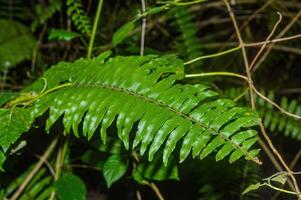 leaves of ferns or ferns or Pteridium aquilinum that grow in nature photo
