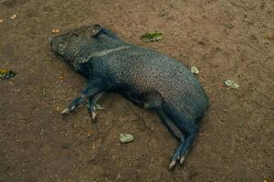 el salvaje Jabali es dormido en el suelo foto