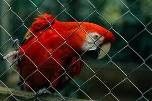 Beautiful cute funny bird of red feathered ara parrot outdoor in a cage photo