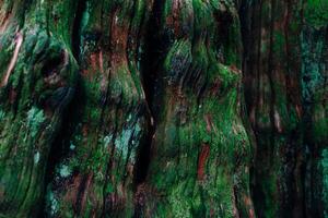 verde árbol maletero textura. verde musgo foto