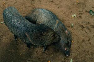 The wild boar is sleeping on the ground photo