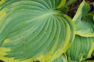 Hosta or Plantain Lillies photo