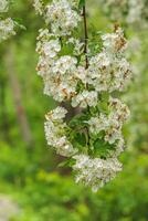 common hawthorn, one seed hawthorn, single seeded hawthorn, or Crataegus monogyna photo