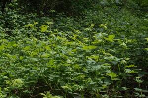 Blackberry or Rubus Americanus photo