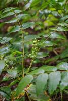 dwarf Oregon grape, Cascade barberry, Cascade Oregon grape, dull Oregon grape, or Berberis nervosa photo
