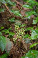 dwarf Oregon grape, Cascade barberry, Cascade Oregon grape, dull Oregon grape, or Berberis nervosa photo