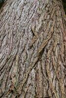 Western Red Cedar Thuja Plicata photo