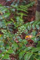 dwarf Oregon grape, Cascade barberry, Cascade Oregon grape, dull Oregon grape, or Berberis nervosa photo