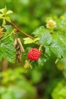 Salmon berries or Rubus spectabilis photo