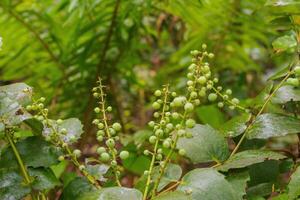 dwarf oregon grape, cascade barberry, cascade oregon grape, dull oregon grape, or berberis nervosa photo