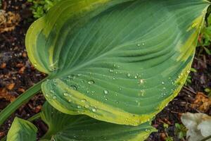 Hosta or Plantain Lillies photo