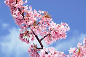 hermosas flores de cerezo rosa sakura con refrescante en la mañana sobre fondo de cielo azul en Japón foto