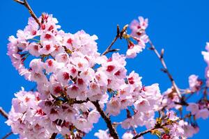 Beautiful cherry blossom sakura blooming against blue sky full bloom in spring season photo