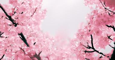Soft pastel color ,Cherry Blossom Sakura full bloom beautiful on pink background a spring day photo