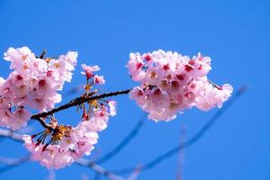 Beautiful cherry blossom sakura blooming against blue sky full bloom in spring season photo