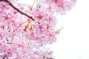 Cereza florecer sakura rosado flor. selectivo enfoque, suave pastel color en naturaleza difuminar antecedentes en el Mañana un primavera día foto