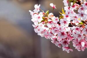Cereza florecer o sakura flor floreciente en naturaleza difuminar antecedentes en el Mañana un primavera día foto